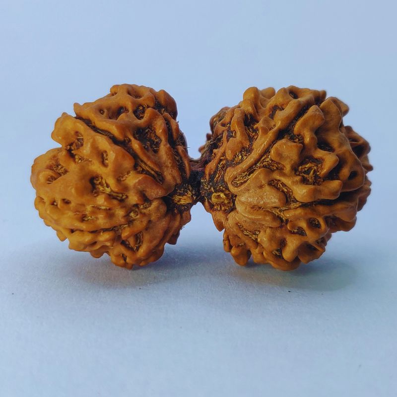 Gauri Shankar Rudraksha